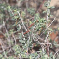 Indigofera aspalathoides Vahl ex DC.